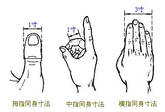 一寸 指|人体同身寸，如何确定穴位1寸、2寸、3寸、4寸，附。